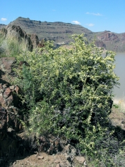 bitterbrush (Purshia tridentata) 